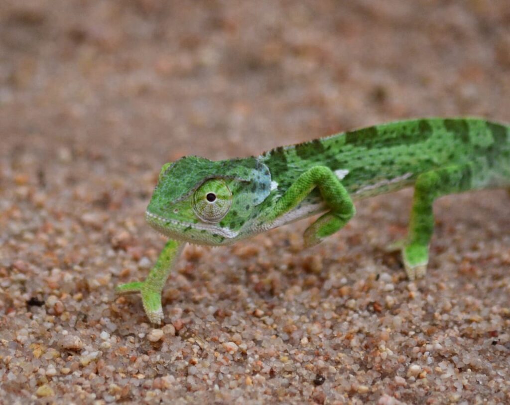 Chameleon Umkumbe