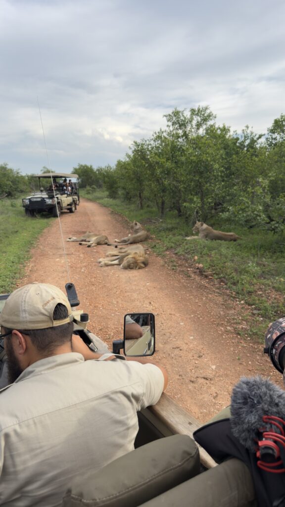 Lions at Chacma