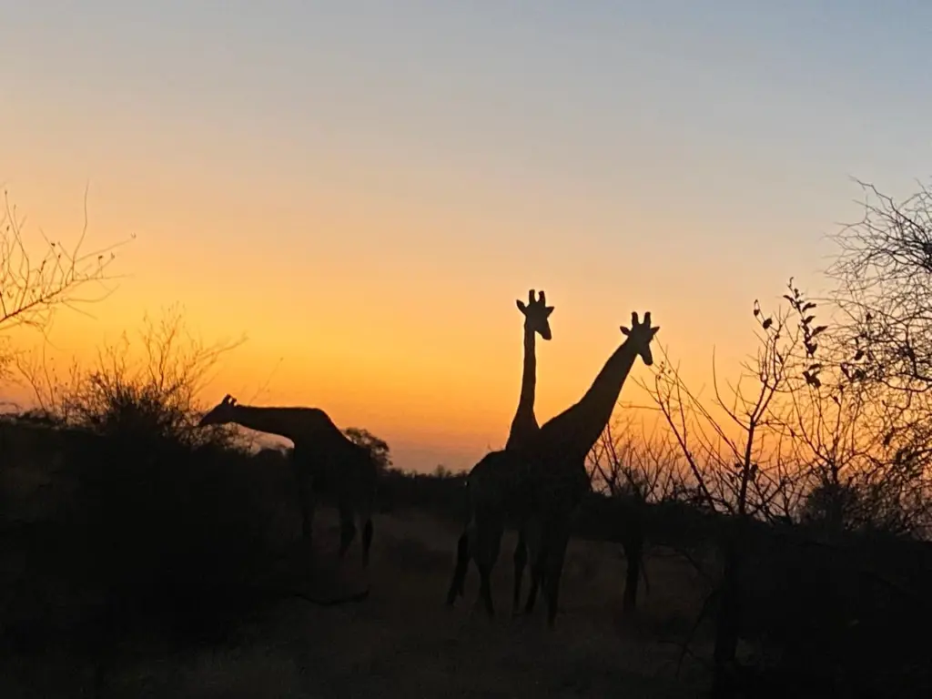 giraffes at sunset at nThambo Tree Camp