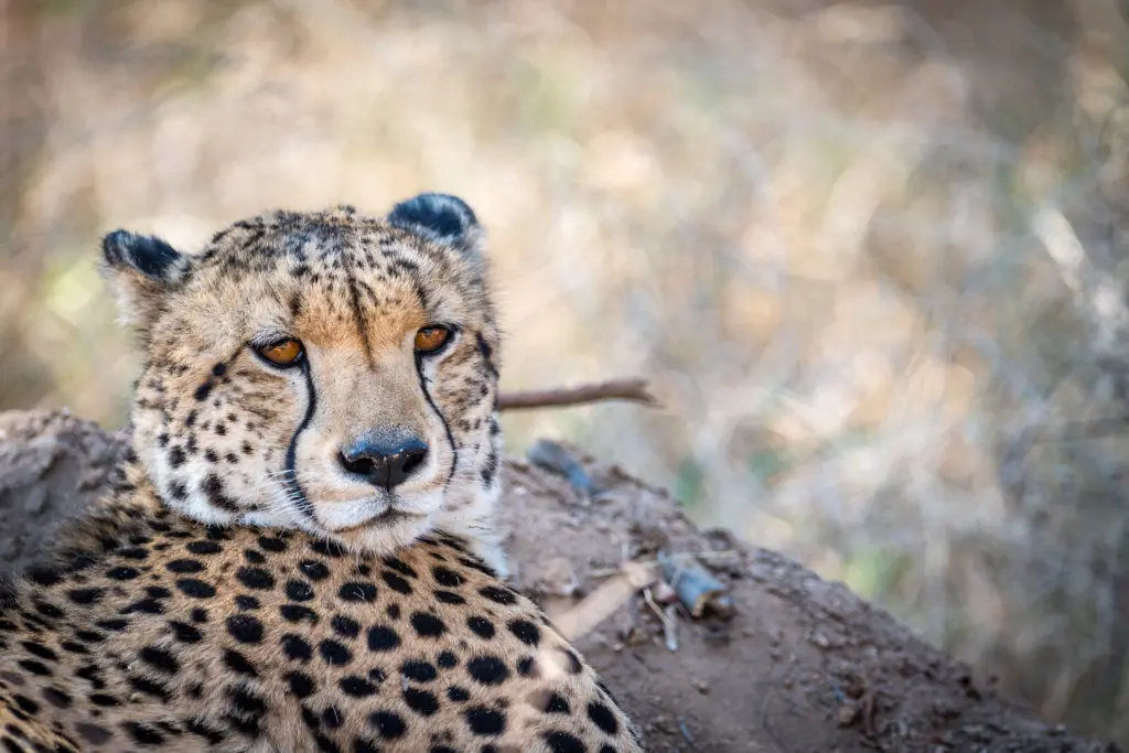 Ngonyam Safari Lodge Cheetah