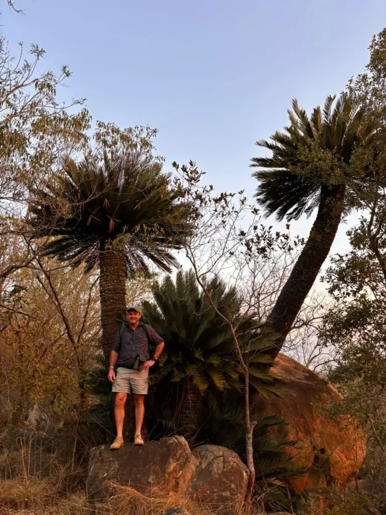 cycad lillie