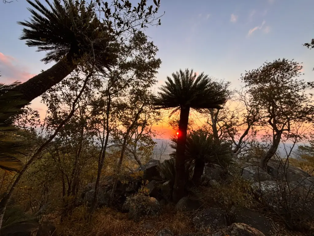 cycad lillie