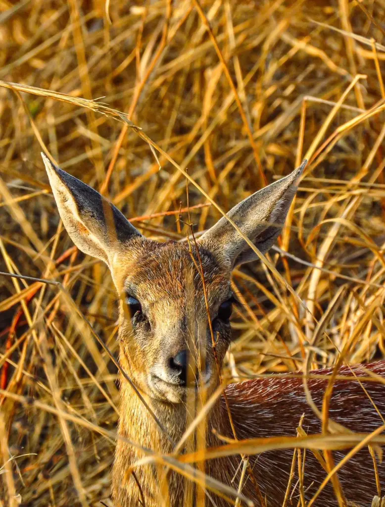 Sharpe’s Grysbok at Ngonyam
