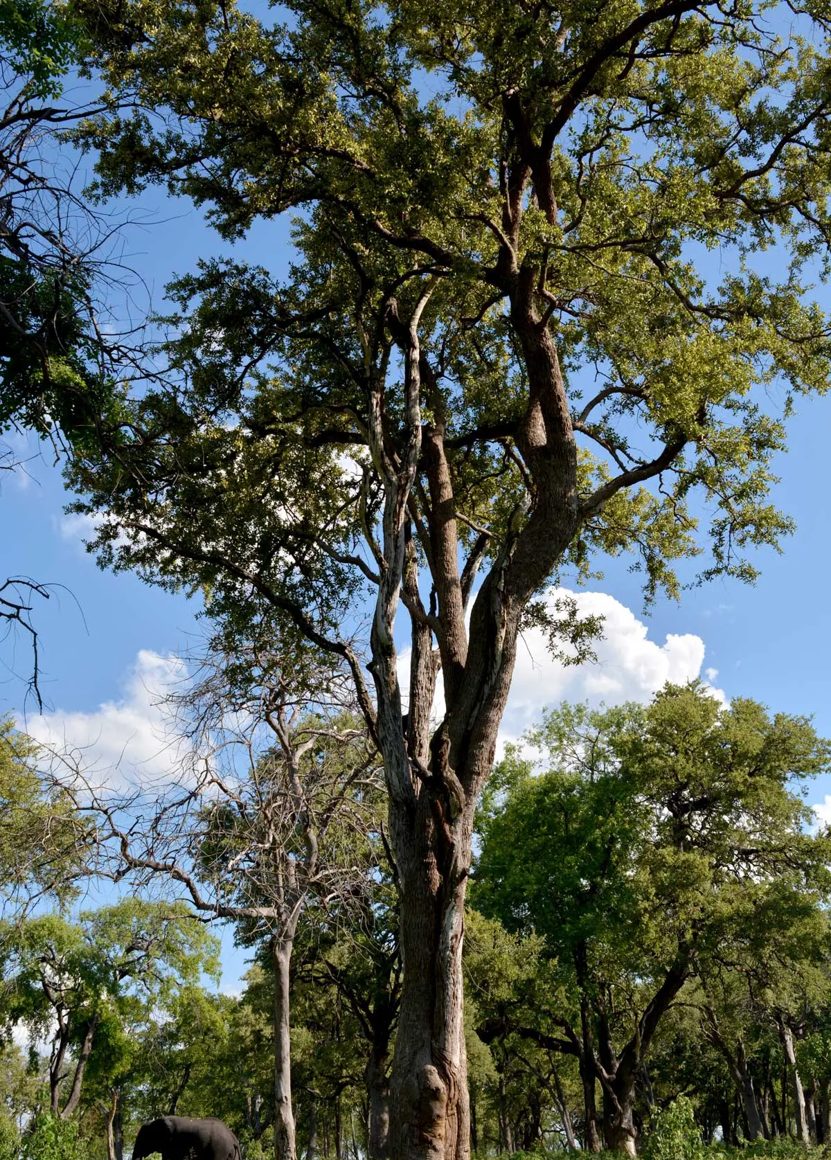 Land's biggest mammal is dwarfed by jackalberry and leadwood trees in Linyanti